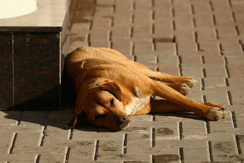 Illustration for article titled The Dogs Of Sochi